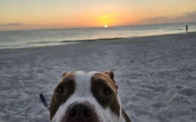 Lesson 3: Getting by with the help of your friends 